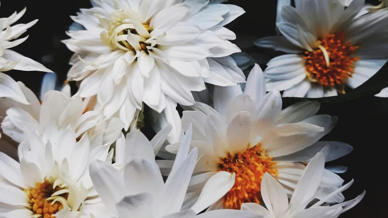 Villa Hermosa, Medellín: Hogares geriátricos que son manantiales de amor, donde cada día es una bendición llena de cuidado y alegría, creando un ambiente donde nuestros mayores se sienten amados.