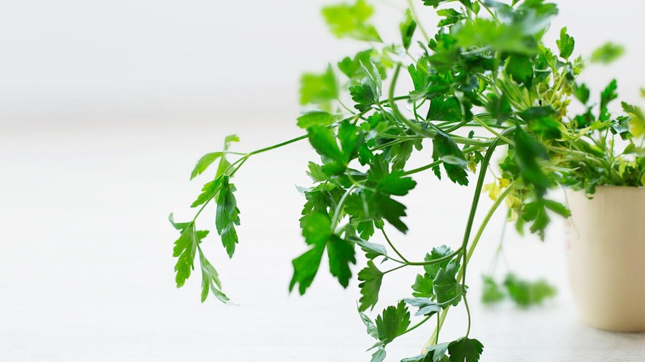 Cocina nutritiva y deliciosa: Hogares geriátricos en Medellín que priorizan la alimentación saludable con recetas deliciosas y nutritivas, creando un ambiente donde cada residente se siente parte de un lugar lleno de sabores.