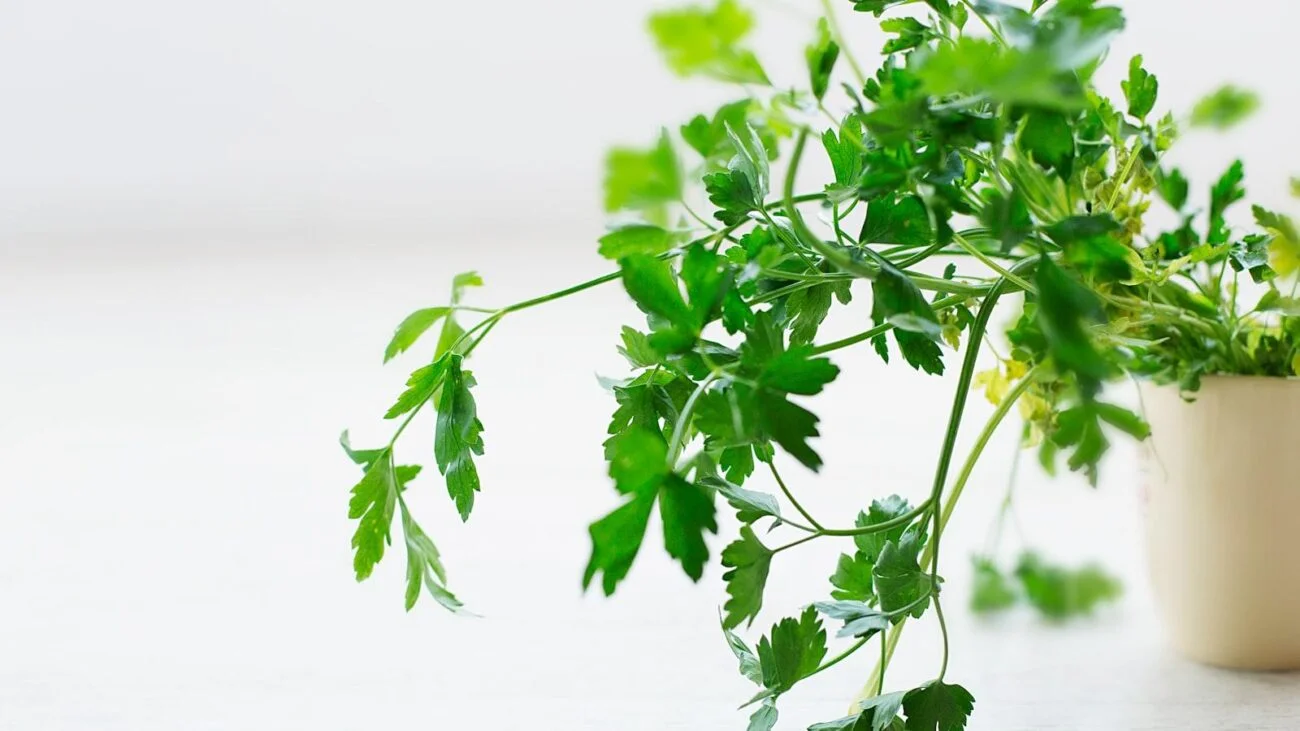 Cocina nutritiva y deliciosa: Hogares geriátricos en Medellín que priorizan la alimentación saludable con recetas deliciosas y nutritivas, creando un ambiente donde cada residente se siente parte de un lugar lleno de sabores.