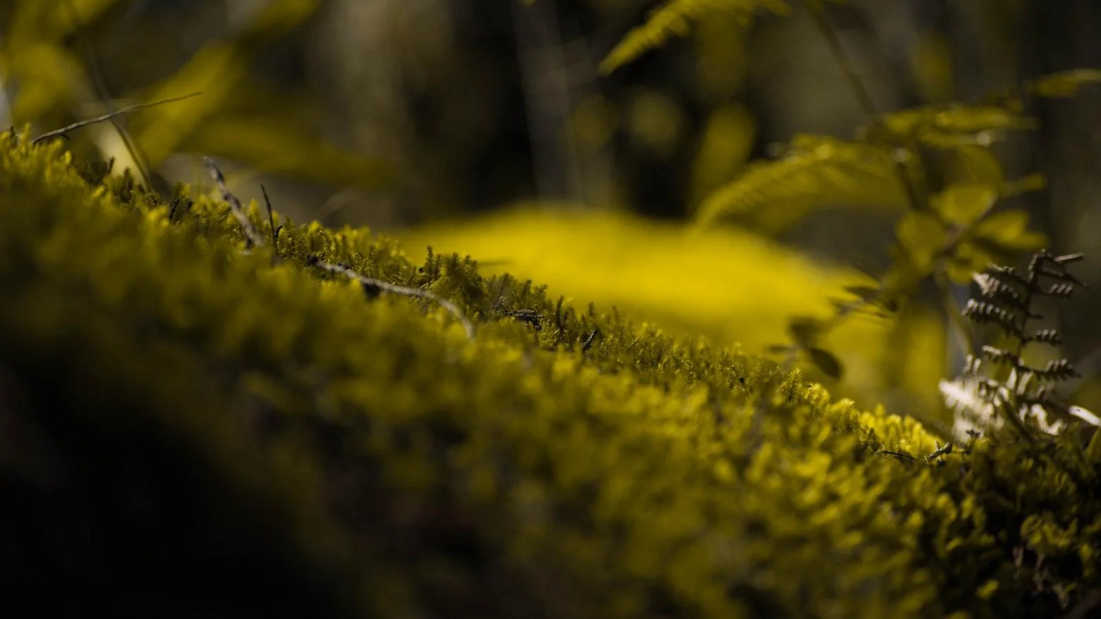 Encuentra paz y comodidad en hogares geriátricos de Medellín: Un viaje hacia el bienestar en la tercera edad que vale la pena emprender, creando un ambiente donde cada residente se siente parte de un lugar lleno de serenidad.