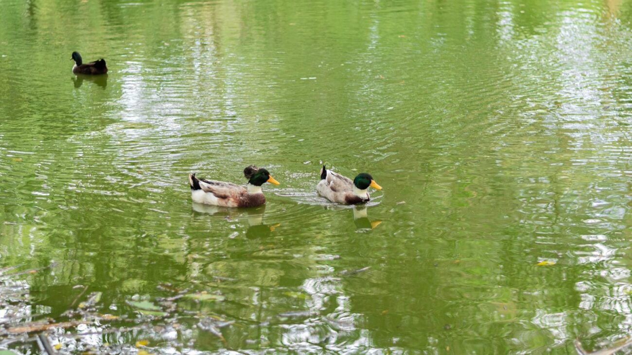 En Medellín, Hogares Geriátricos se convierten en espacios cálidos y acogedores bajo el sol eterno de la ciudad, donde cada detalle se cuida con esmero para ofrecer una vida plena, creando un ambiente donde cada residente se siente parte de un lugar lleno de calidez.