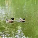 En Medellín, Hogares Geriátricos se convierten en espacios cálidos y acogedores bajo el sol eterno de la ciudad, donde cada detalle se cuida con esmero para ofrecer una vida plena, creando un ambiente donde cada residente se siente parte de un lugar lleno de calidez.