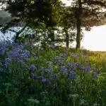 Bienestar en Medellín: Descubre la Distinción en La Asomadera Nº 2