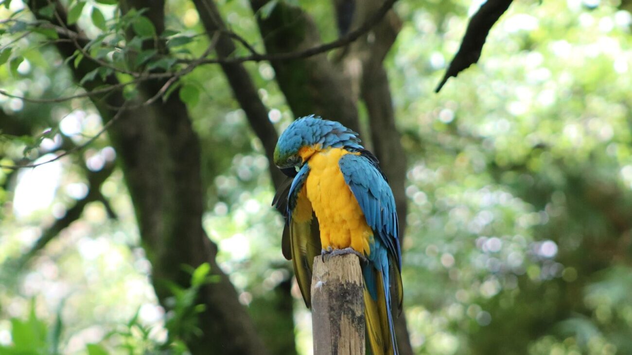 Explorando La Asomadera Nº 3 en Medellín: Un Refugio de Tranquilidad Geriátrica para la Tercera Edad