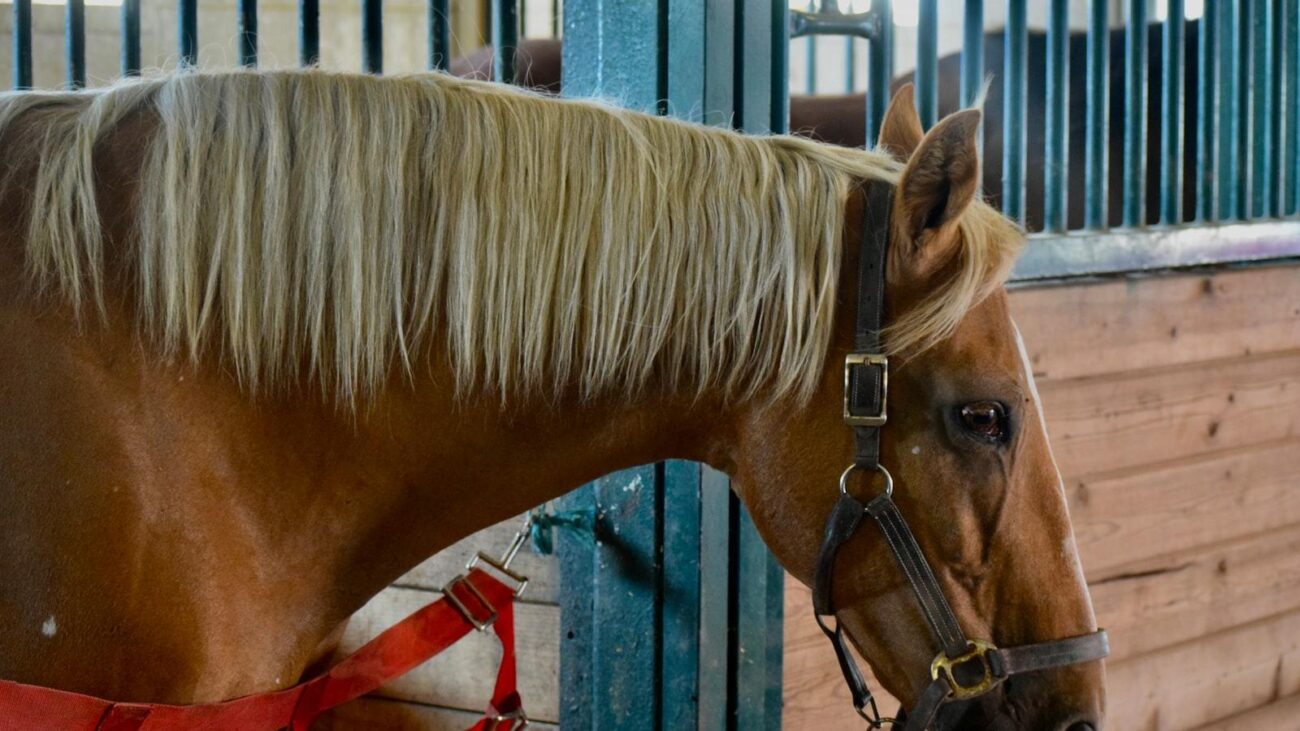 Celebración de la Vida en Medellín: Los Conquistadores, Donde cada día es una Oportunidad para Jubilarse Feliz