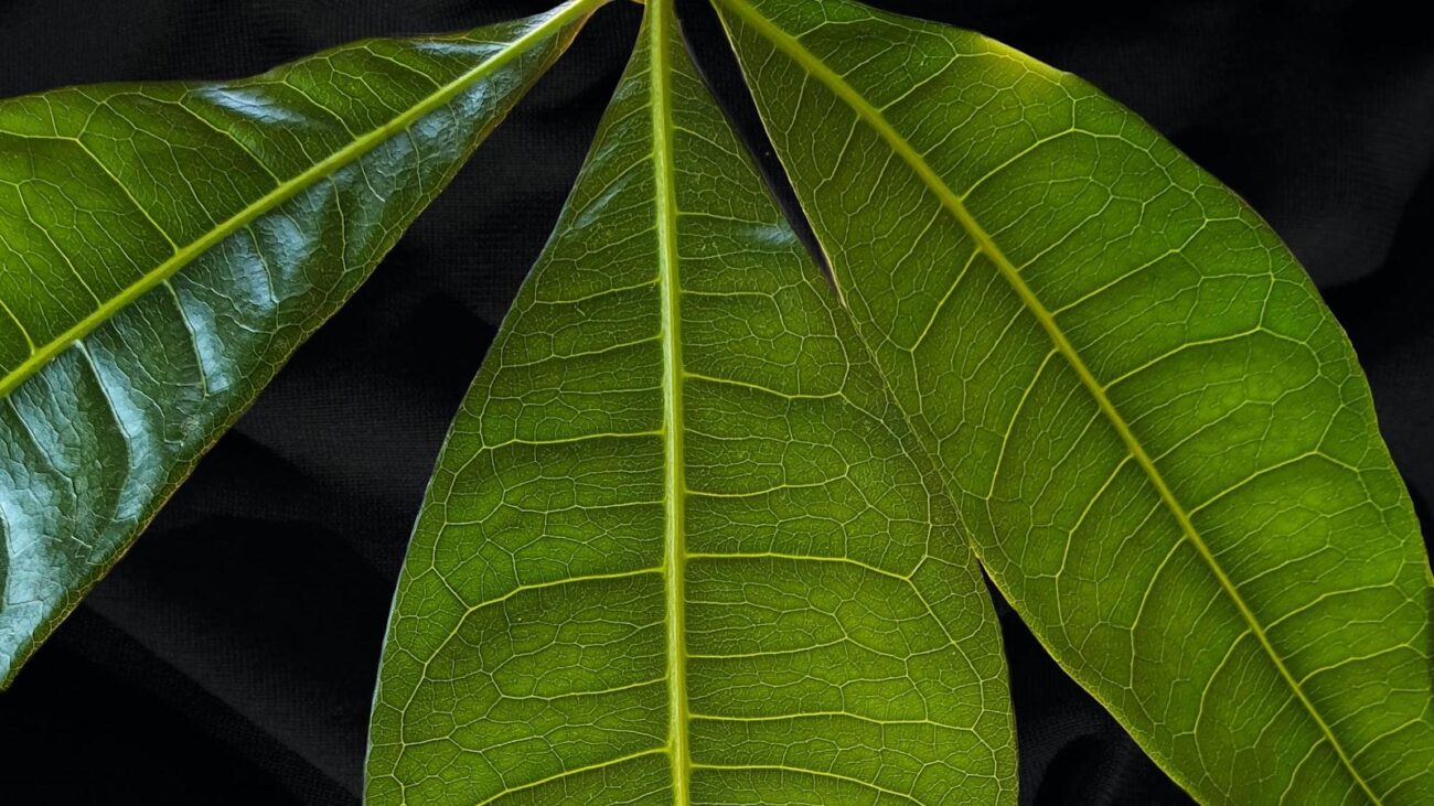 Atención Profesional en Medellín: Lorena, Hogar Geriátrico que Cuida con Excelencia