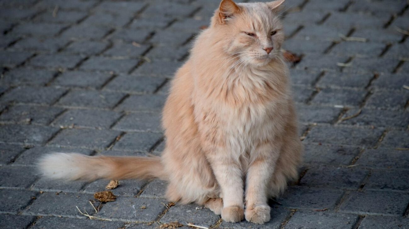 Rutas de Cuidado en Medellín: Suramericana, Servicios Geriátricos que Abrazan