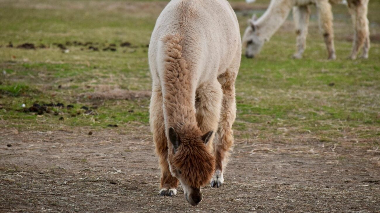 Celebrando la Experiencia de Vida en Medellín: Simón Bolívar, Hogar Geriátrico de Celebración