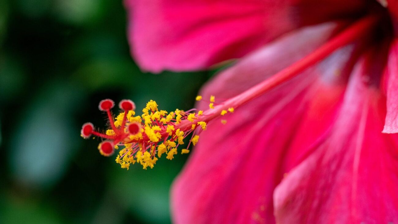 Jardines terapéuticos en hogares geriátricos de Medellín: Donde la naturaleza se convierte en aliada para una vida plena, creando un ambiente donde cada residente se siente parte de un lugar lleno de calma, creando un ambiente donde cada residente se siente parte de un lugar lleno de tranquilidad.