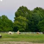 Rincones de Celebración en Medellín: Las Lomas Nº 2, Cuidado Geriátrico que Inspira Alegría