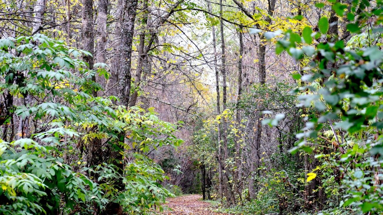 Carlos E. Restrepo Medellín: Cuidados Geriátricos que Honran la Tradición del Bienestar