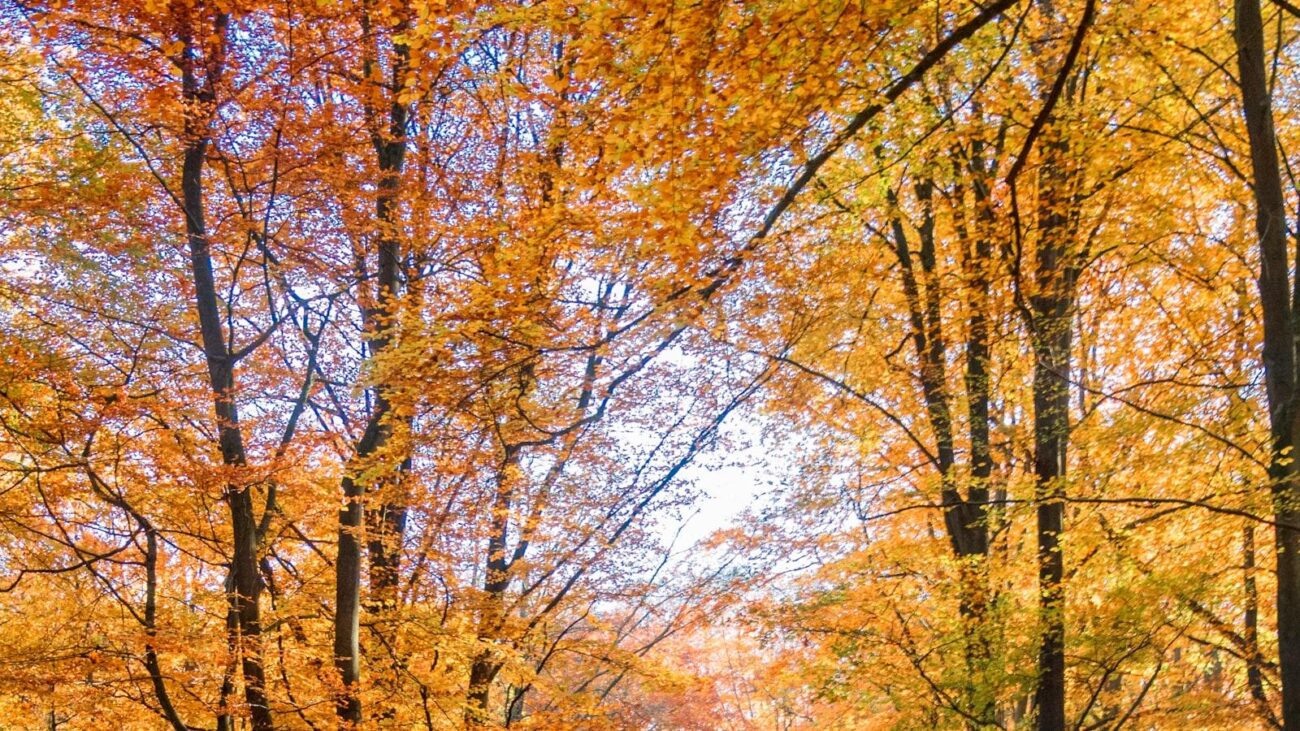 Caminando hacia la Felicidad en Florida Nueva Medellín: Hogar Geriátrico de Atención Sosegada