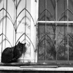 Comuna 10 Medellín: Cuidados Geriátricos que Fortalecen la Comunidad de Bienestar