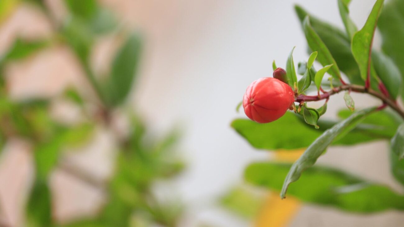 Viviendo con Dignidad en Bolivariana Medellín: Cuidados Geriátricos que Celebran tu Esencia