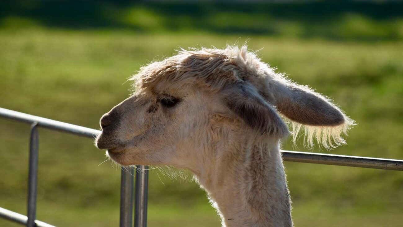 Corazón de Jesús Medellín: Donde la Experiencia de Vida se Convierte en Cuidado Geriátrico Excepcional