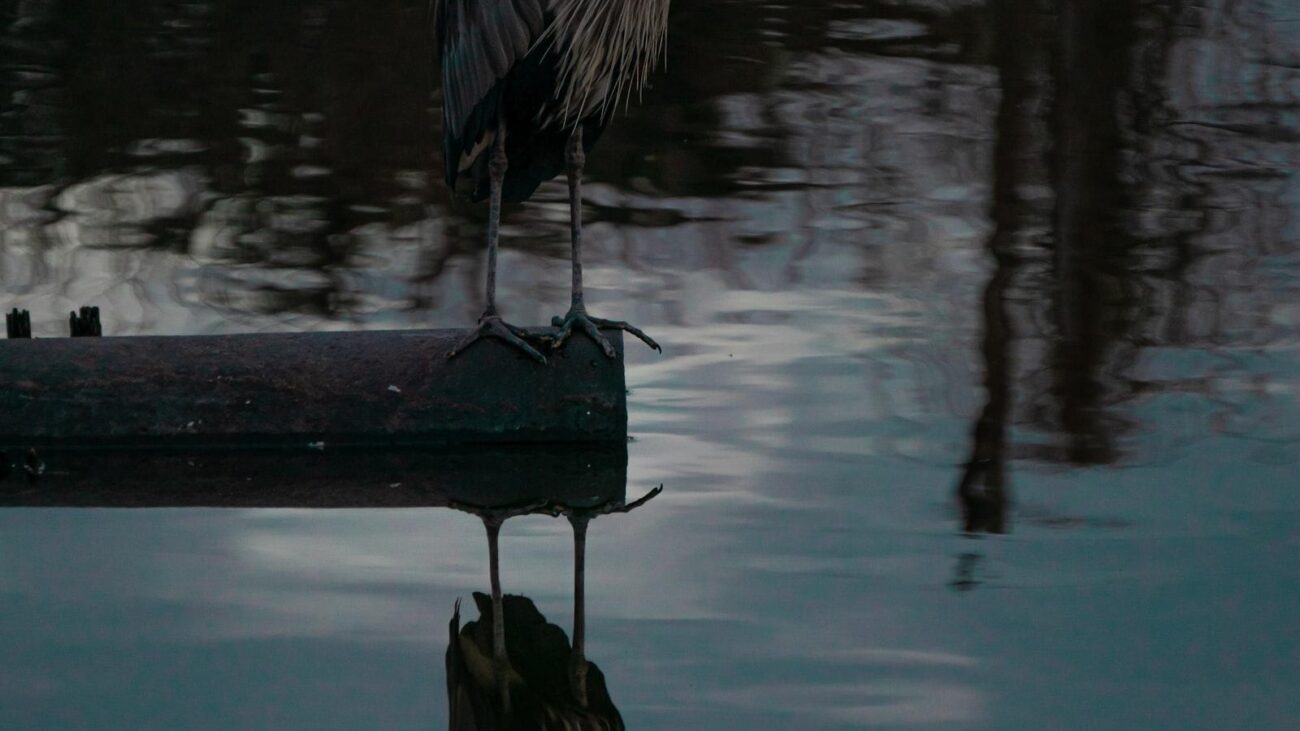 Corazón de Jesús Medellín: Descubre la Armonía entre la Experiencia de Vida y la Atención Geriátrica