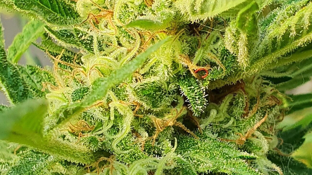 Explorando la Naturaleza en Los Pinos Medellín: Cuidados Geriátricos en un Ambiente Sereno