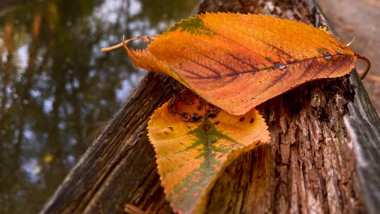Viviendo con Dignidad en Campo Alegre Medellín: Cuidados Geriátricos que Resaltan la Felicidad