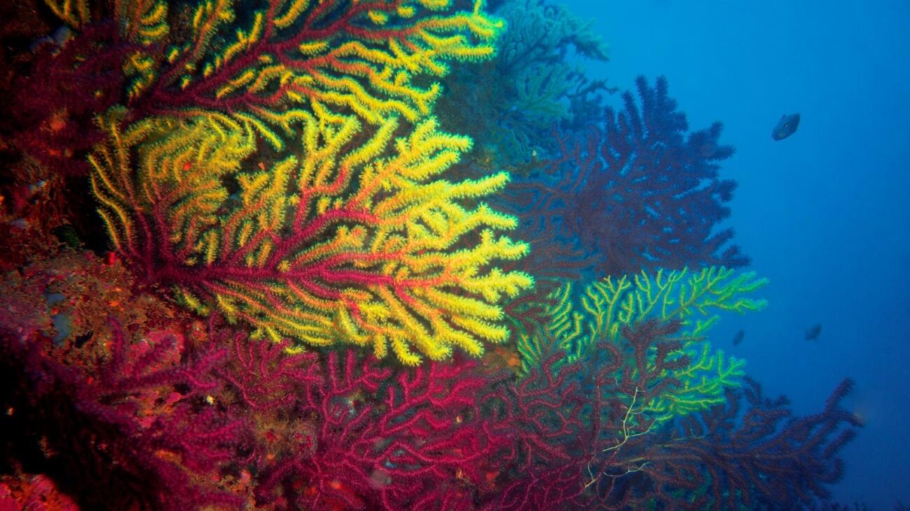 Fisioterapeutas Medellin: Profesionales Dedicados a tu Salud y Rehabilitación