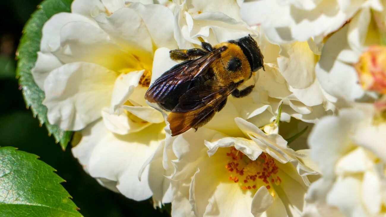 Pañales para Adulto Mayor, Ancianos: Encuentra Calidad y Comodidad para tus Seres Queridos