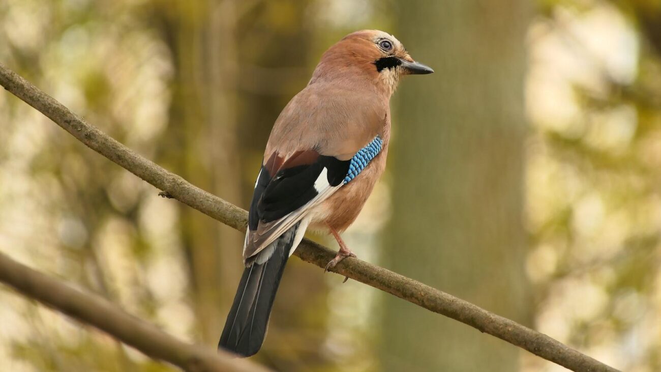 Expertos en Geriatría: Cómo Mejorar la Calidad de Vida con Insuficiencia Cardíaca