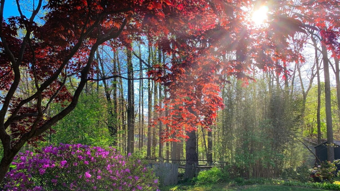 Manejo del Dolor en Adultos Mayores con Insuficiencia Cardíaca en Residencias Geriátricas