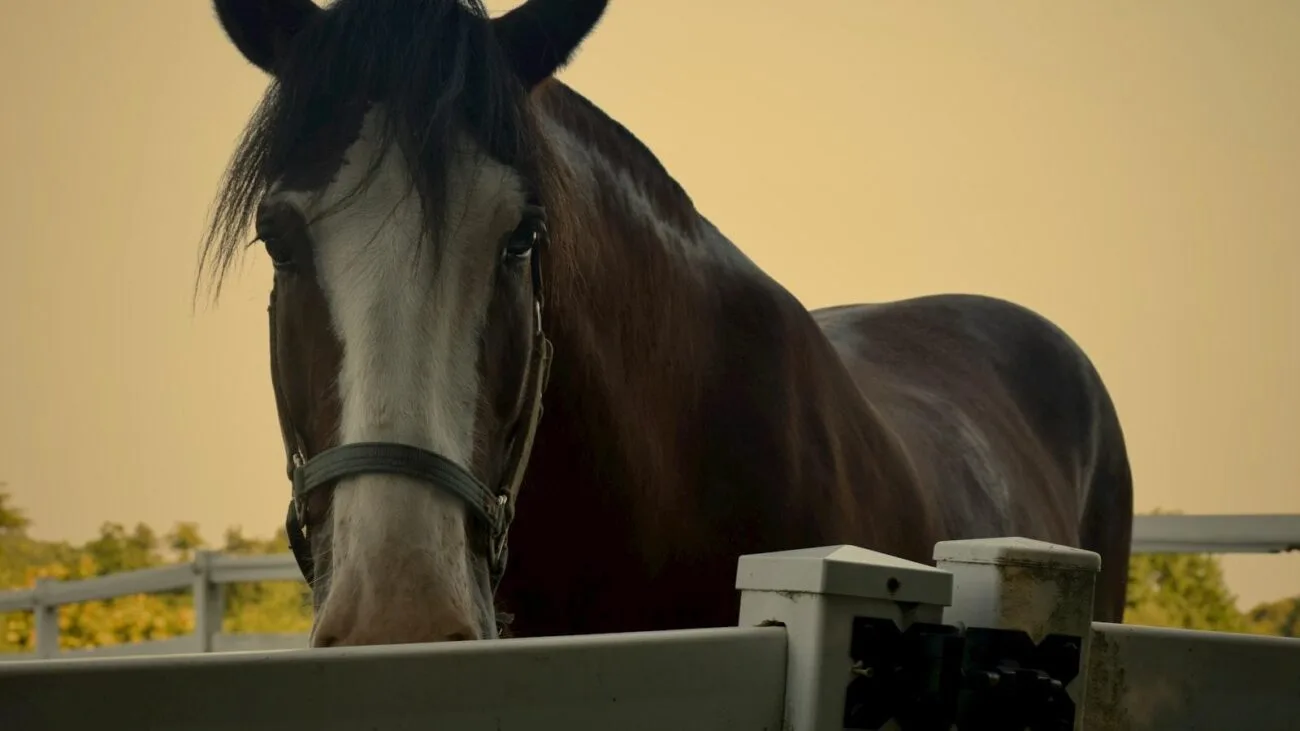 Cuestiones Éticas en el Tratamiento de la Insuficiencia Cardíaca en la Tercera Edad
