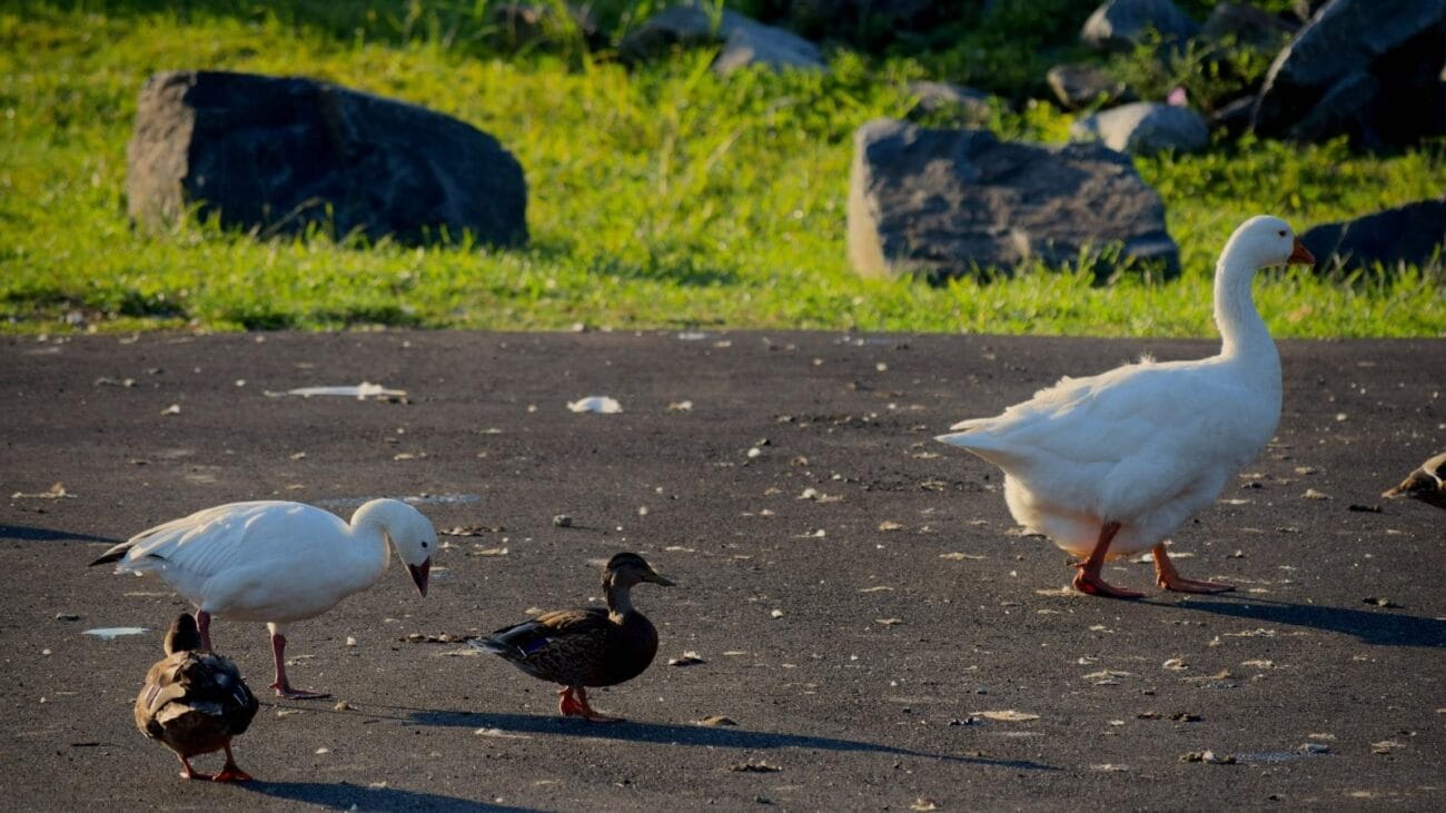 Cómo los Hogares Geriátricos de Medellín Integraron la Telemedicina para Pacientes Cardíacos