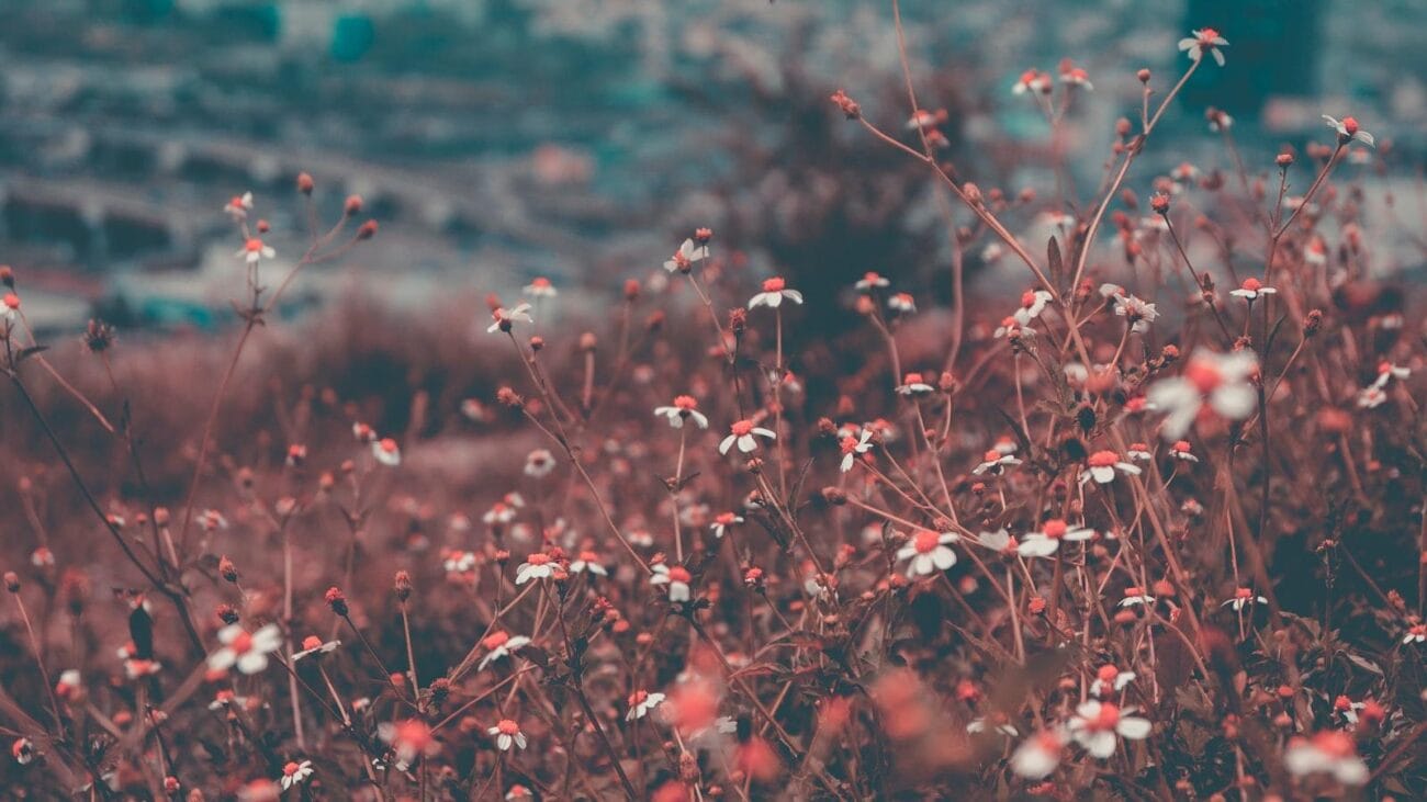 Comparativo 2024: Hogares Geriátricos en Medellín Especializados en Insuficiencia Cardíaca