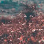 Comparativo 2024: Hogares Geriátricos en Medellín Especializados en Insuficiencia Cardíaca