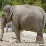 Técnicas de Respiración para Mejorar la Función Cardíaca en Ancianos