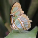 Descubre las maravillas de Medellín a través de los ojos de residentes felices: Hogares geriátricos que crean experiencias únicas y memorables, transformando la vida de nuestros mayores con amor y dedicación, creando un ambiente donde cada residente se siente parte de un lugar lleno de felicidad.