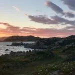 Hierbas que alivian la tos en pacientes con EPOC.