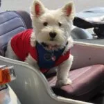 Avances en el tratamiento farmacológico de la EPOC en ancianos.