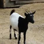 Innovaciones en el tratamiento del asma para adultos mayores en hogares geriátricos.