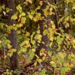 Beneficios de integrar yoga y pilates en el tratamiento del asma en hogares geriátricos.