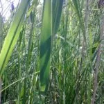 Entrevista con especialistas en alergias: Consejos para la temporada de polvo y polen.