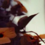 Hierbas para mejorar la calidad del sueño en pacientes con asma.