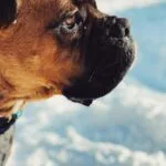 Herramientas para la gestión de la medicación en diabéticos tipo 2 en hogares geriátricos.