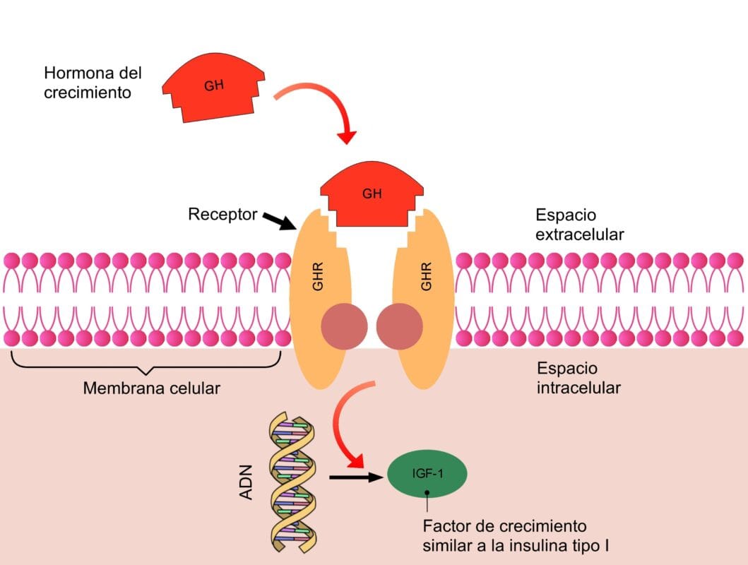 Últimos avances en tratamientos farmacológicos para la diabetes tipo 2 en la tercera edad.