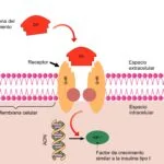 Últimos avances en tratamientos farmacológicos para la diabetes tipo 2 en la tercera edad.