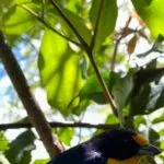 Guía de recursos educativos accesibles para pacientes geriátricos con limitaciones visuales.