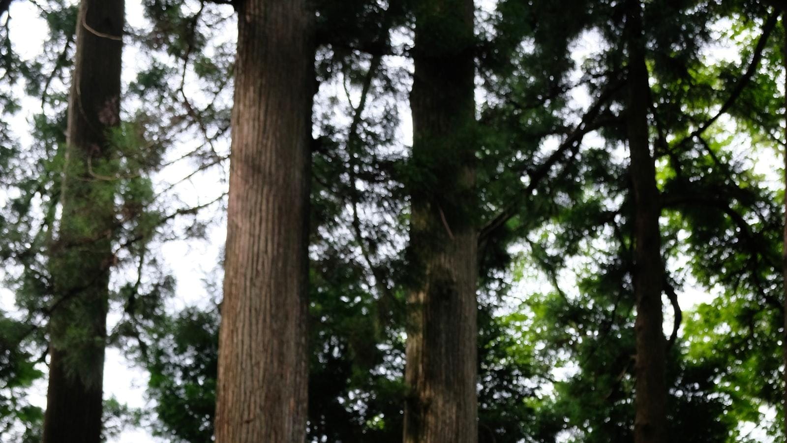 Modelo de funciones del cocinero en hogares geriátricos de Villa Dorada, Medellín: Sabor y nutrición de alta calidad, donde cada comida es una experiencia culinaria que resalta el cuidado y la atención, creando un ambiente donde cada residente se siente parte de un lugar lleno de sabores.