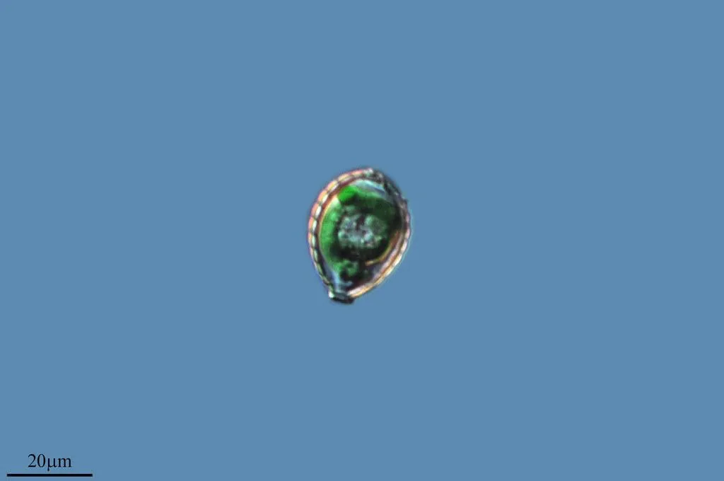 Mecanismos biológicos ‌detrás​ de ⁢la regulación de⁤ la ‍glucosa mediante ⁤ejercicio