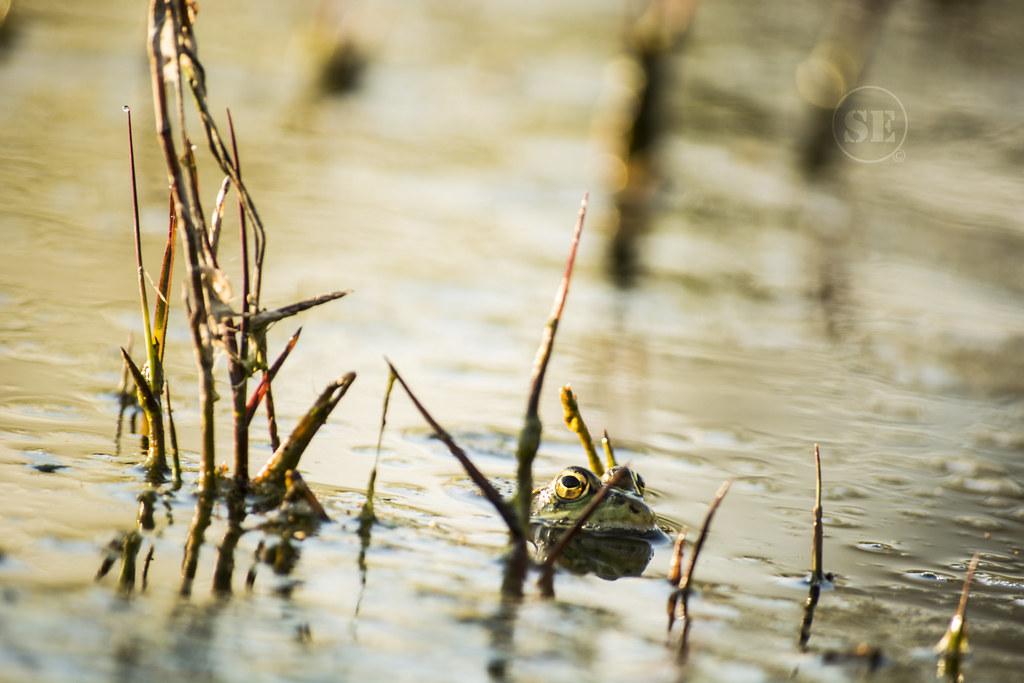 Inmersión‌ en la cultura y​ la historia de Las Lomas Nº 1