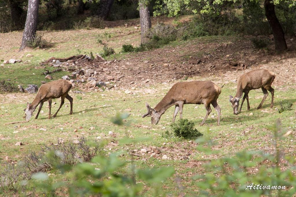 Adaptaciones en la dieta para optimizar el tratamiento de la diabetes tipo 1 en adultos mayores