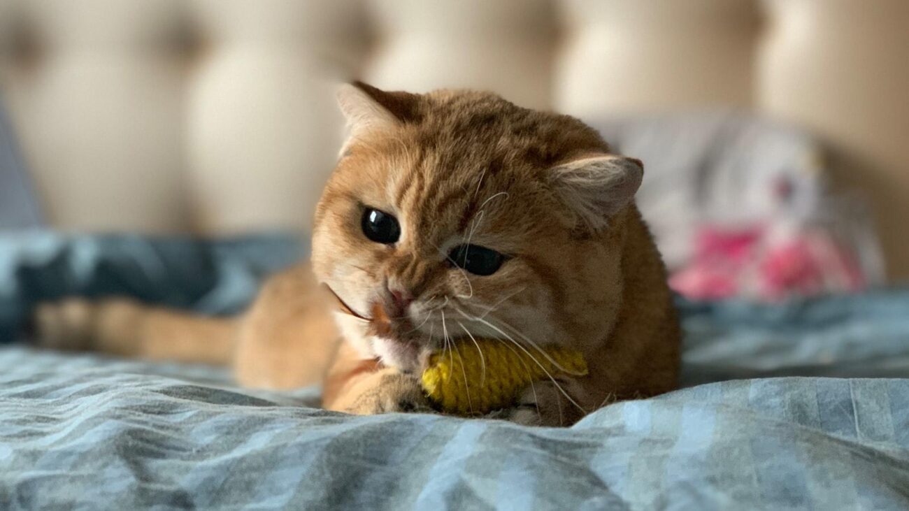 Cocina nutritiva y deliciosa: Hogares geriátricos en Medellín que priorizan la alimentación saludable.