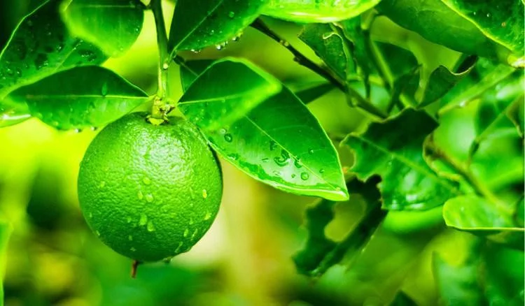 Los ⁤beneficios de ⁤residir en un hogar geriátrico