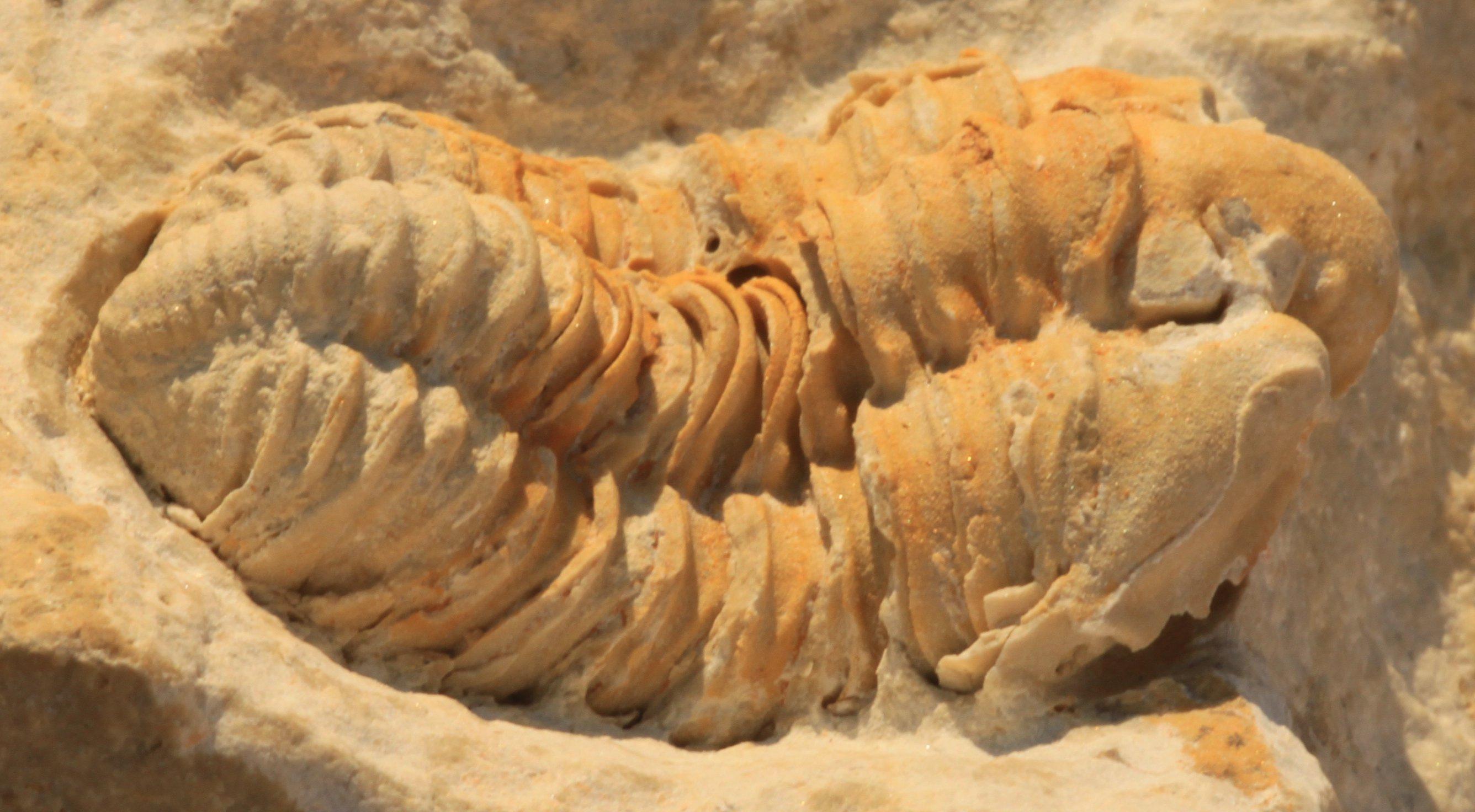 Celebra la vida ‌en Simón Bolívar‍ con‌ actividades emocionantes