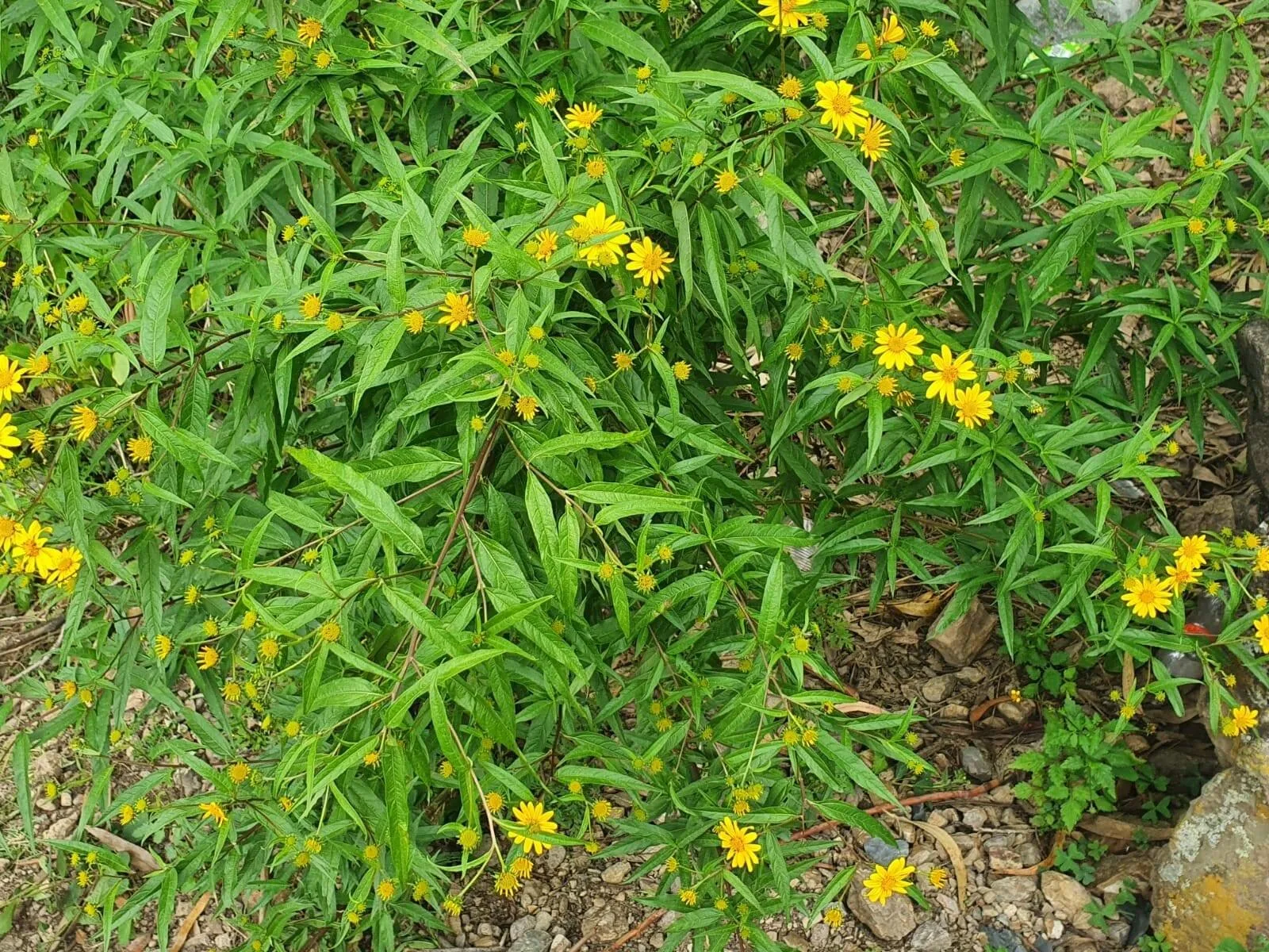 Hierbas recomendadas para fortalecer el sistema respiratorio